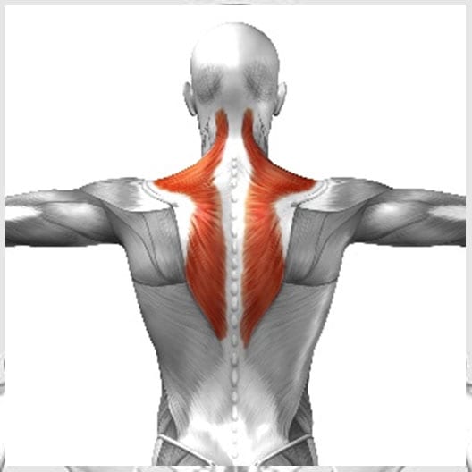 Trapezius|Suboccipital Muscles|Dry Needling results|