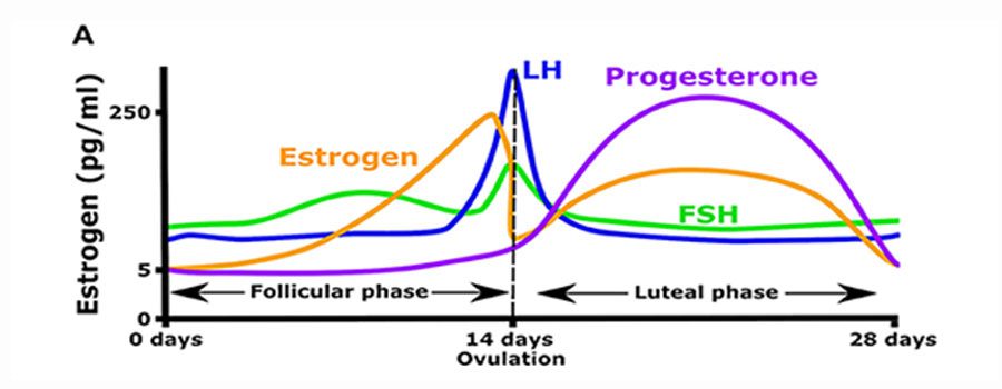 chart detailing how estrogen affects the body